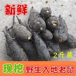 新疆包邮新鲜入地老鼠根野生茉莉花根紫花广东煲汤钻地老鼠1000克
