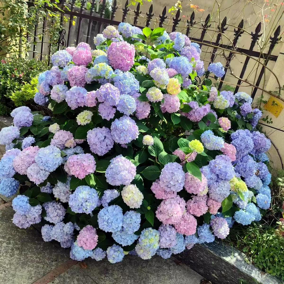 《大海蓝》无尽夏绣球花盆栽阳台庭院花卉耐寒热大花绣球好养活