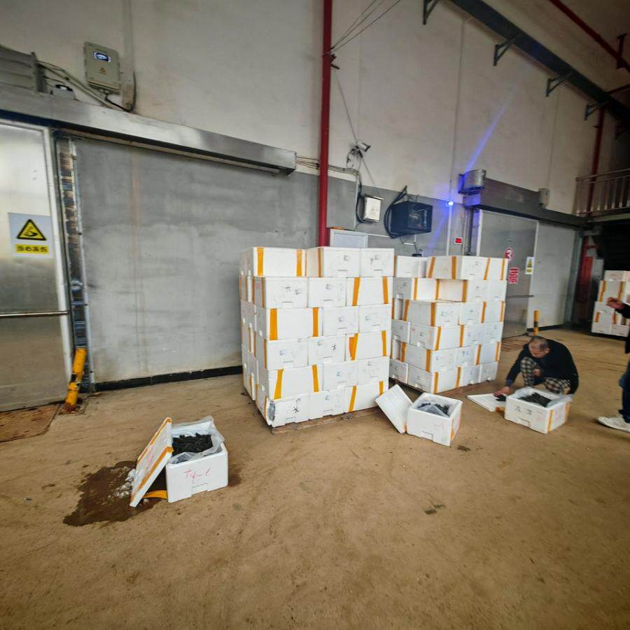 12月25日宁德质押拉缸盐海参1417.5公斤网络拍卖公告