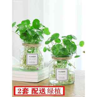 透明水培玻璃花瓶绿萝水生植物植物容器适于室内桌面摆放花盆花瓶