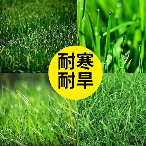 混播百慕大草籽矮生狗牙根土壤护坡高羊茅早熟禾多年生黑麦草种籽
