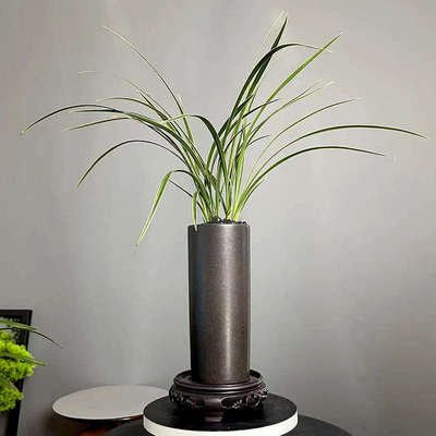 【桌面兰花盆栽】金边春兰铭品（皎月）浓香室内绿植花卉好养带盆