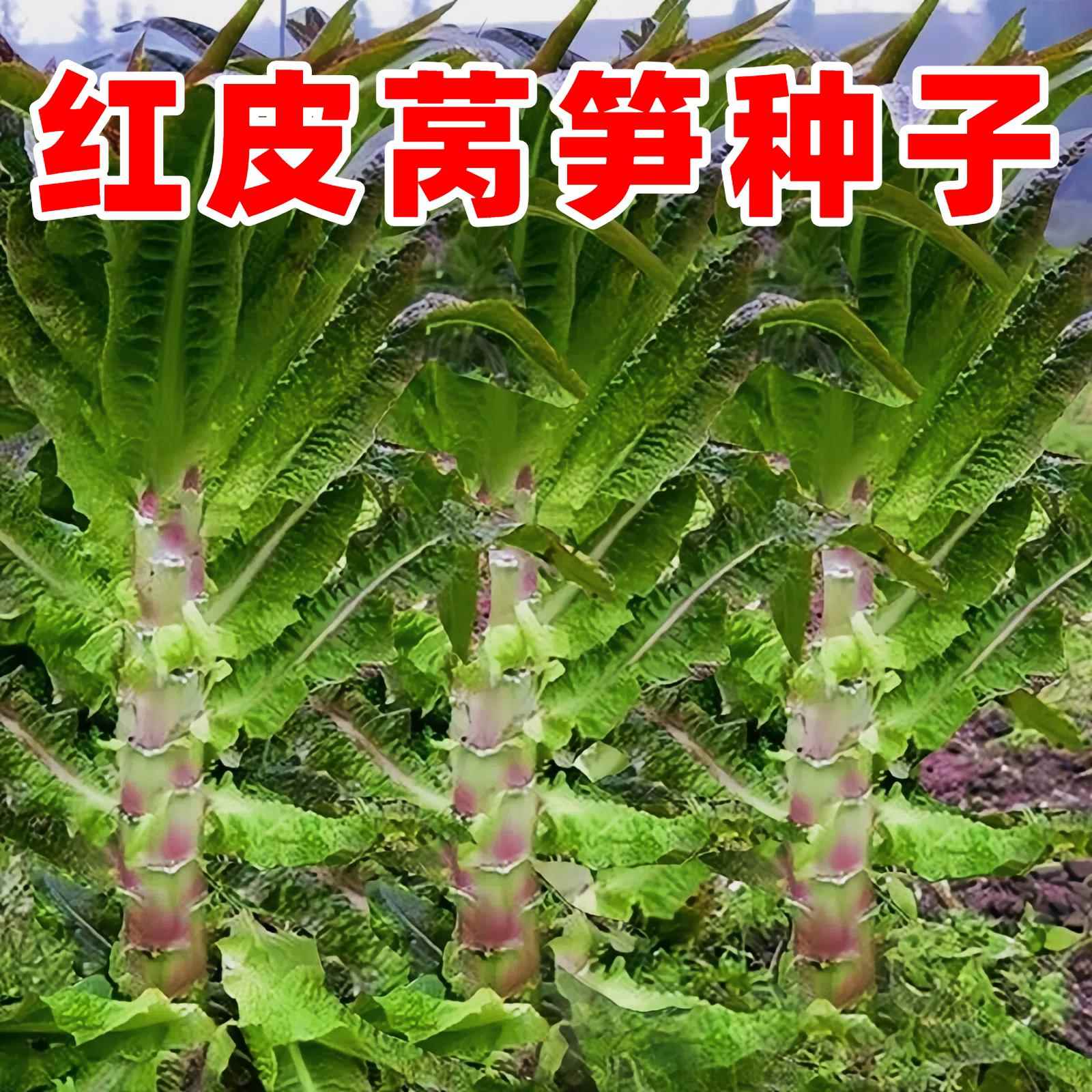 挂丝红皮园莴笋种子易种庭院耐热耐寒香莴苣籽四季农家田蔬菜种籽