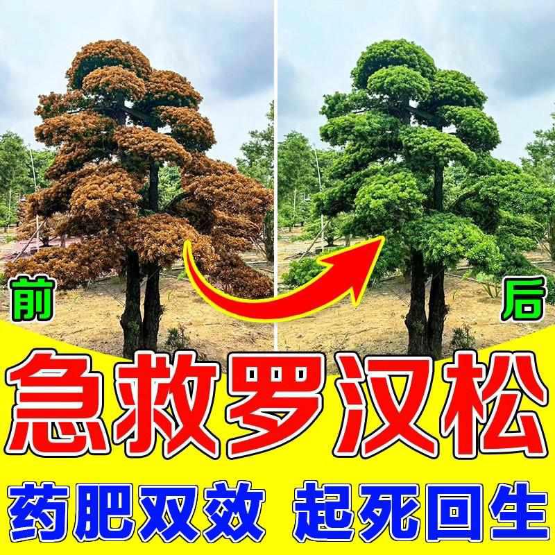 罗汉松专用营养液急救黄叶烂根叶枯病专用肥预防落叶炭疽病专用药