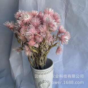 干花花束 旱雪莲 材料包DIY花材 饰插花岩石花 花者批发民宿装