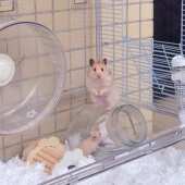 厂家批发 亚克力qt透明仓鼠金丝熊笼繁殖箱观赏笼全