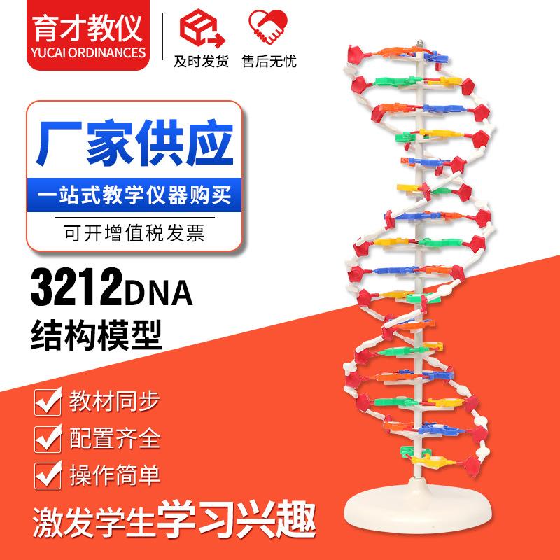 3212DNA结构模型大号生物脱氧核苷酸链碱基遗传基因教学器材