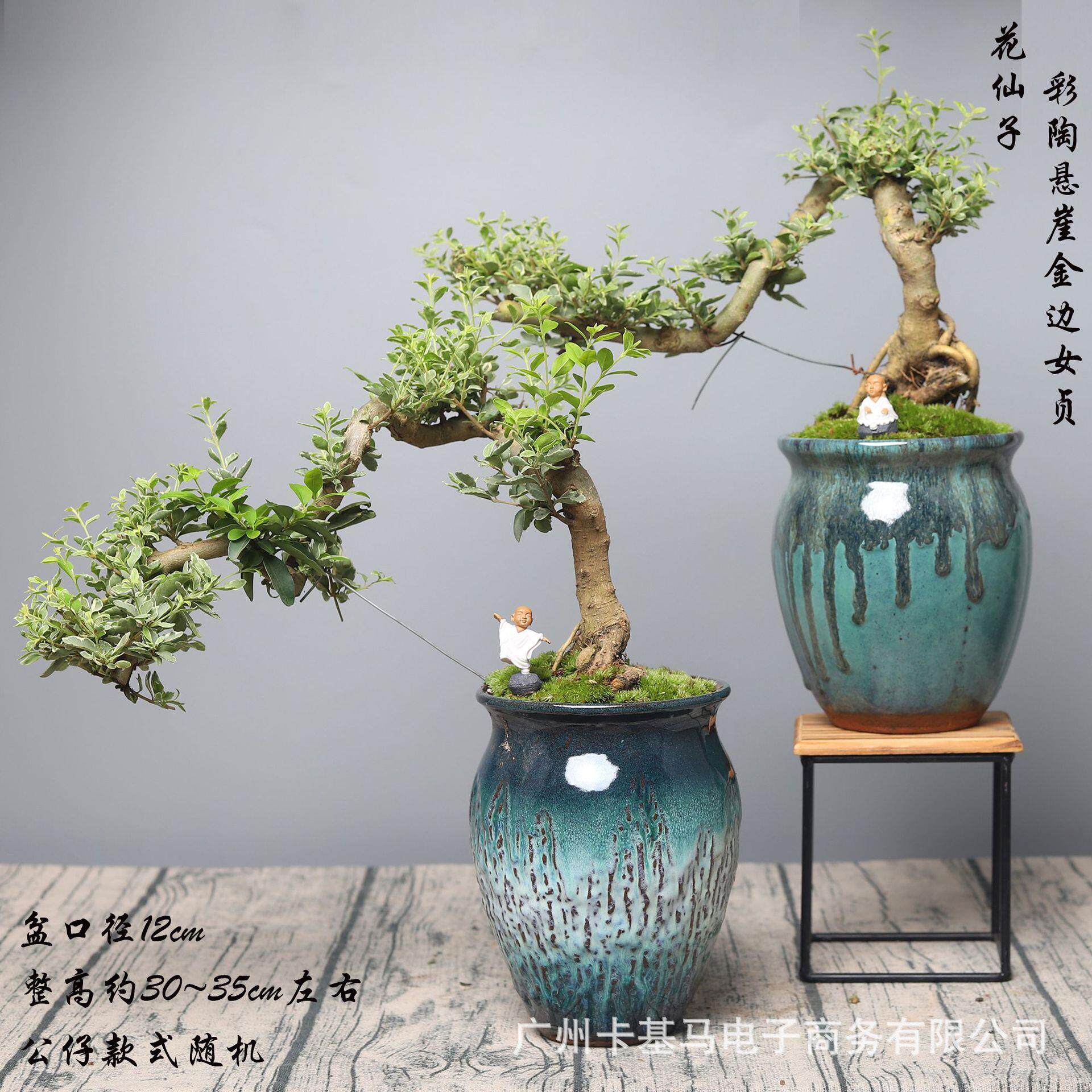混批彩陶盆悬崖青叶金边女贞福建茶罗汉松高档造型盆景室内绿植