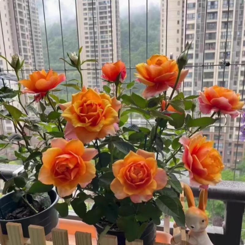 永远的艾帕索月季花苗盆栽阳台四季开特大花浓香玫瑰花苗灌木大苗