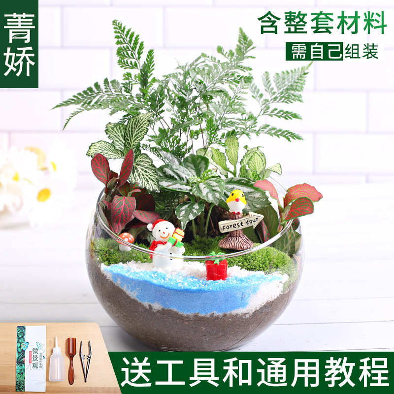 微手工景观造景材料苔藓绿植物景观切口微15diy盆栽桌面diy景观植