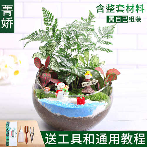 微手工景观造景材料苔藓绿植物景观切口微15diy盆栽桌面diy景观植