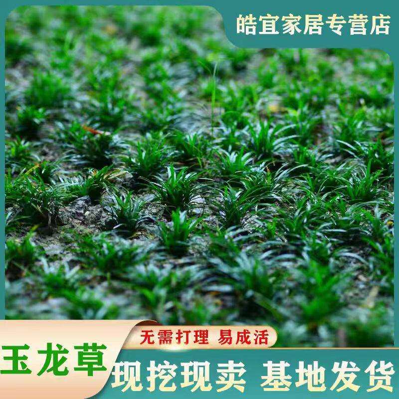 矮麦冬草庭院玉龙草苗耐寒践踏园林绿化苗木草坪植物金边麦冬草