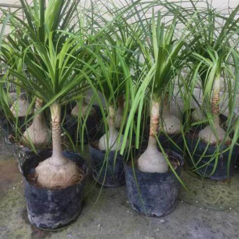 独杆酒瓶兰12厘米以上直径大型植物客厅阳台绿植花卉原土原盆发货