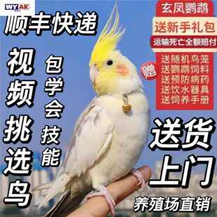 鹦鹉公母一对玄凤会学说话可繁殖鸟手养宠物活物黄化玄凤活鸟
