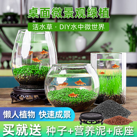 创意缸水培植物鱼缸水草种子，籽懒人微景观，生态瓶diy生态鱼缸玻璃