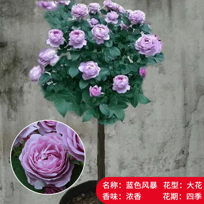 果汁棒棒糖树桩果汁浓香玫瑰红苗月季花卉盆栽室内多头四季阳台开