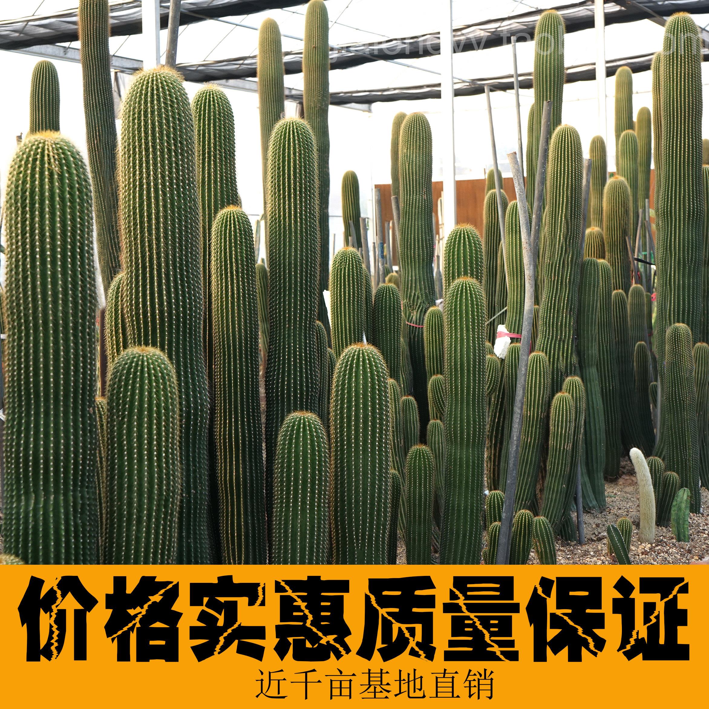 室内量天尺庭院沙生景观 浅绿色仙人柱掌大凤龙柱子多肉植物造景