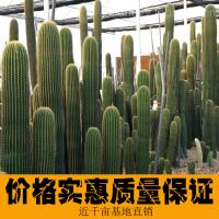 室内量天尺庭院沙生景观 浅绿色仙人柱掌大凤龙柱子多肉植物造景