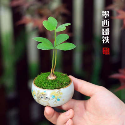 墨西哥铁迷你小盆栽室内桌面常绿好养铁树耐旱办公桌小植物苗绿植