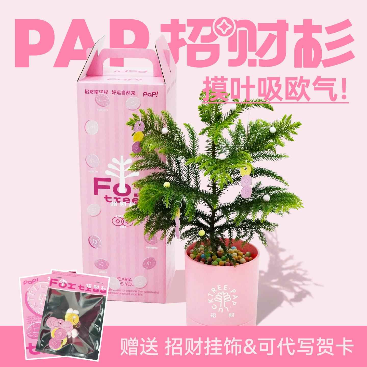 【生日发财礼物】PAP招财杉发财树好养盆栽桌面绿植情绪创意礼物