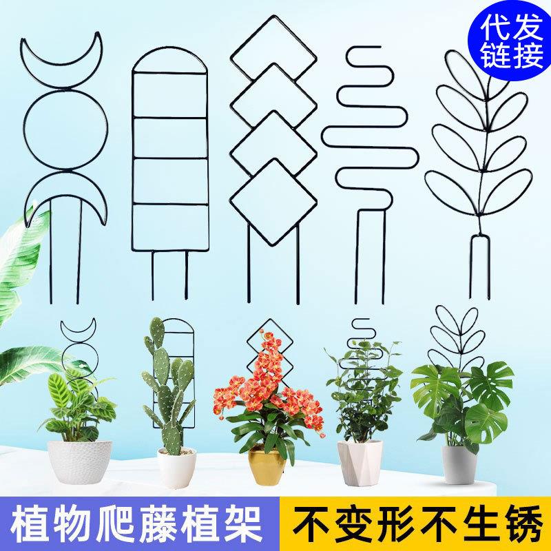 新款铁艺多种造型植物攀爬支架加高通用型铁线莲龟甲龙爬藤