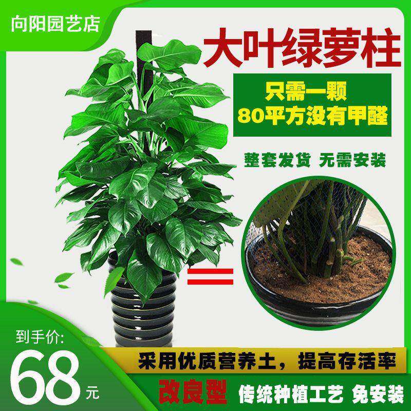 绿萝柱盆栽大型办公室客厅植物盆花卉吸甲醛大叶净化凌之凌之