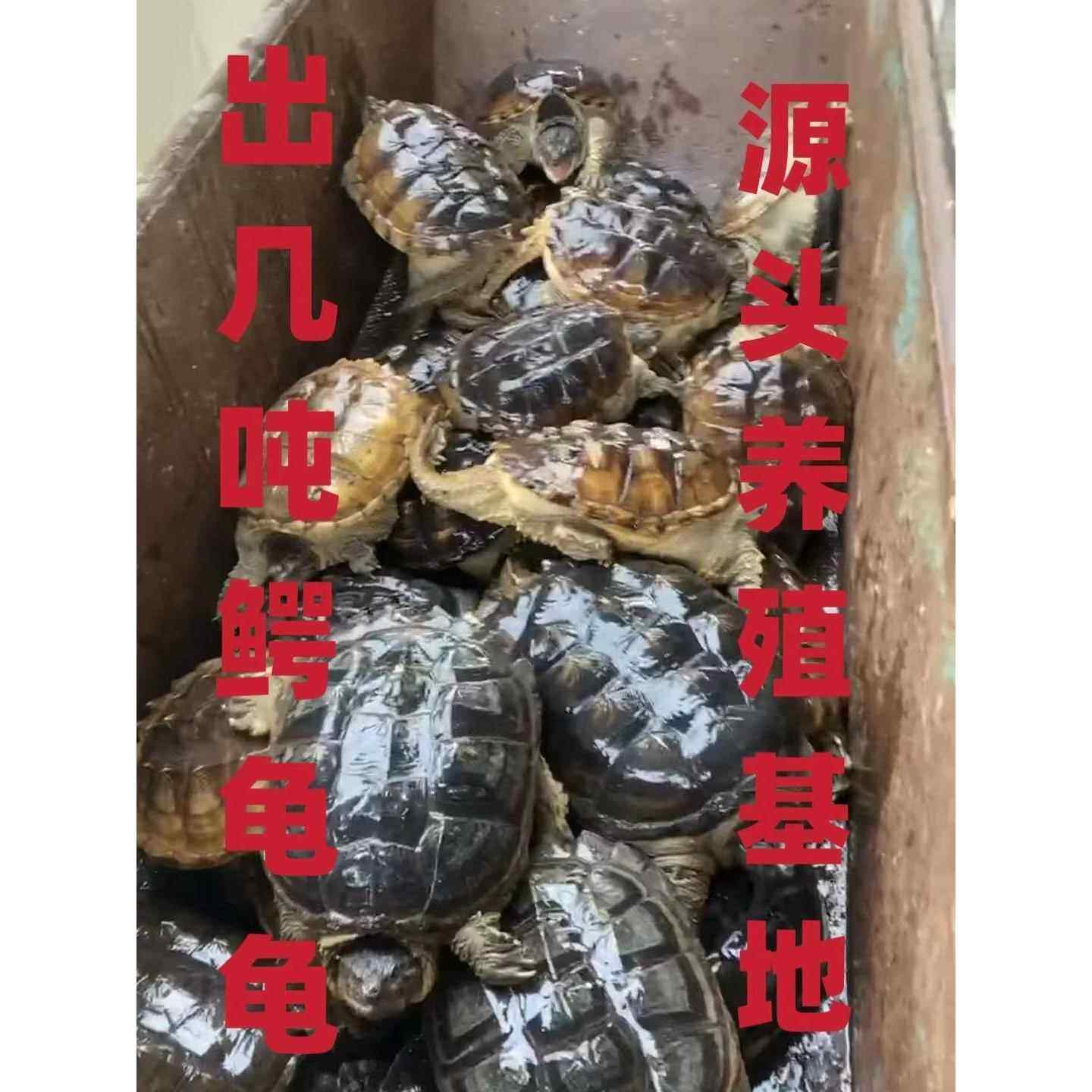 鳄鱼龟食用龟大鳄乌龟鳄鱼龟肉龟北美小鳄龟养殖小鳄龟苗观赏乌龟