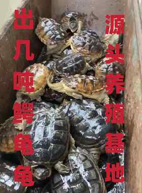 鳄鱼龟食用龟大鳄乌龟鳄鱼龟肉龟北美小鳄龟养殖小鳄龟苗观赏乌龟