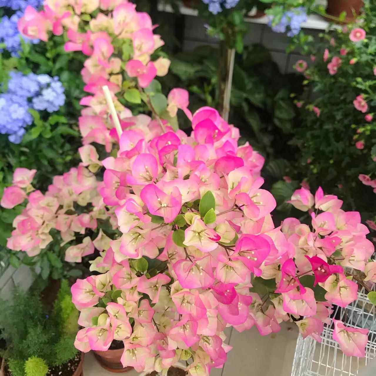 新疆包邮 三角梅袋苗花卉飘枝爬墙四季开 花阳台植物包对版