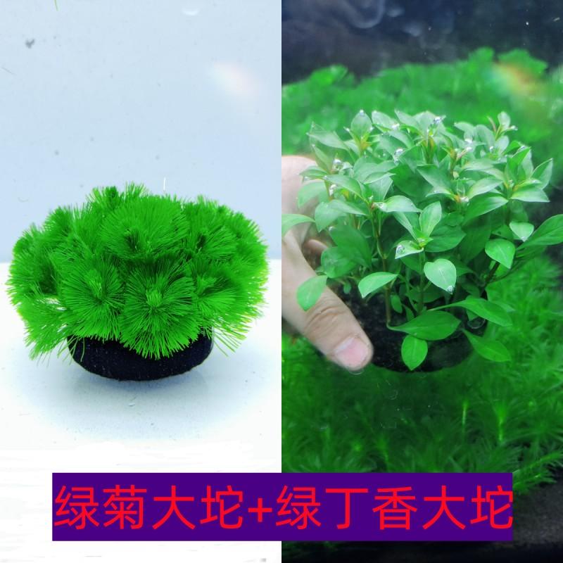 水草水草无需其它水族用具设备