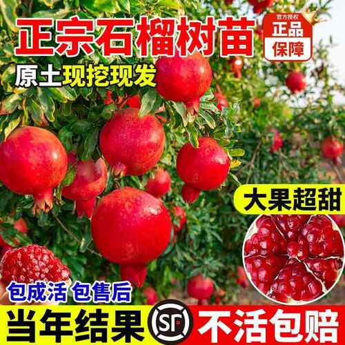 石榴树树苗突尼斯软籽带土特大无籽蒙自甜石榴老桩庭院盆栽果树苗