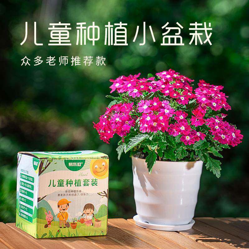 儿童植物种植观察小盆栽凤仙花种籽小学生实验草莓向日葵生长套装
