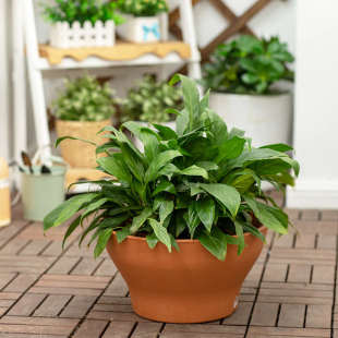 爱丽思树脂仿陶圆形塔杆式 中号大号圆形塑料花盆加厚爱丽 花盆