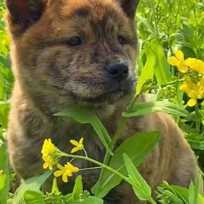 虎斑犬虎头虎斑狗看门狗黑金虎