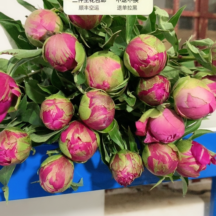 大富贵芍药10支三件包邮