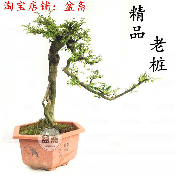 悬崖植物榆植盆景造型绿抱石提大型根文人型榆树桩室内高式老郎新