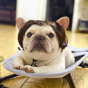 Pet Cosplay Wigs Cat Props Cross Dog Hair Photo Set Dressing