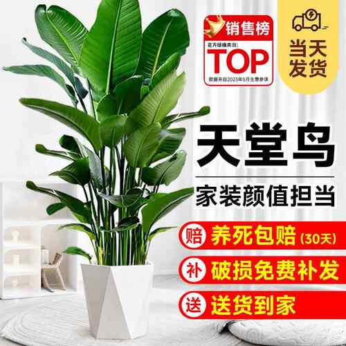 天堂鸟盆栽室内大型植物客厅绿植鹤望兰新房去甲醛办公室好养花卉