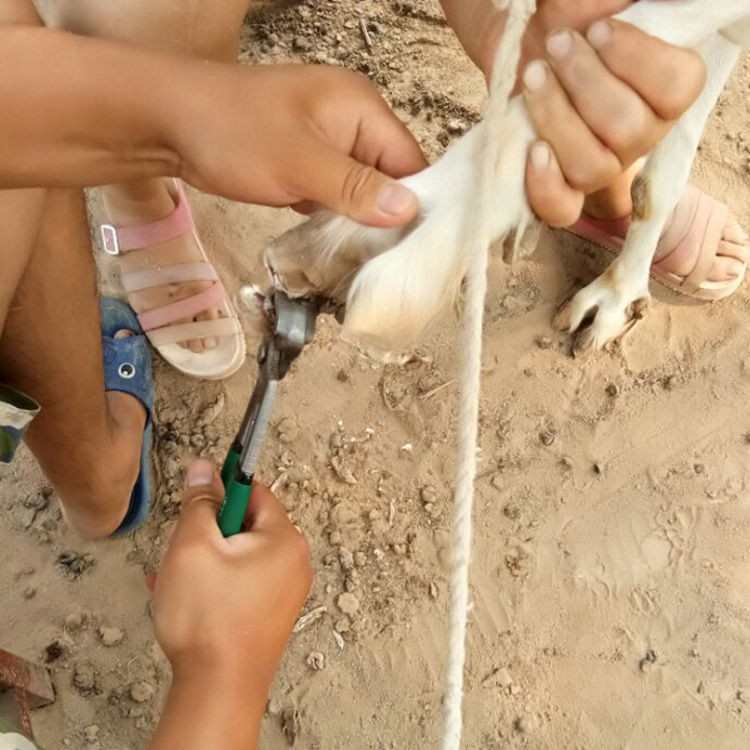 牛羊用修蹄钳胡桃木钳牛羊修蹄工具修蹄剪刀木工拔钉钳子畜牧器械