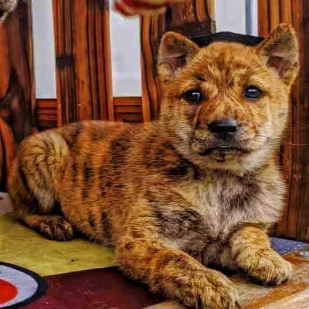 纯种英国斗牛犬黄白花英牛幼犬活体血统虎斑英斗幼崽短毛宠物狗狗
