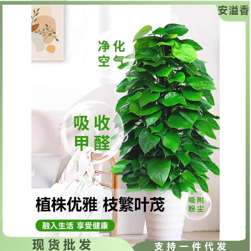 大叶绿萝盆栽厅大型绿醛植办公室客内yh744142除甲净化空气四季柱