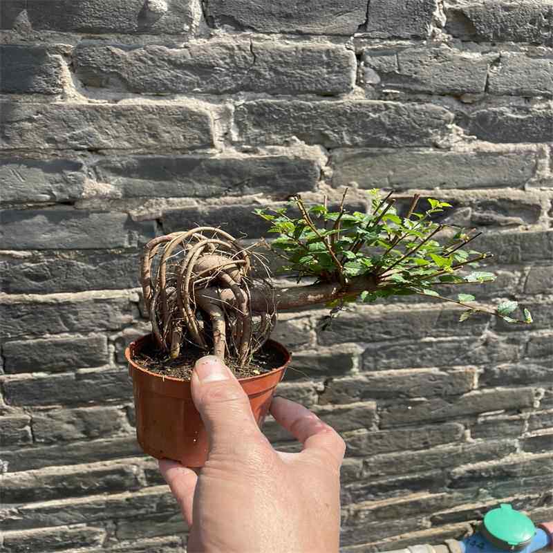 提根榆树盆景小叶榔榆桌面微型盆景室内好养绿植书房茶桌禅意盆栽