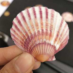 天然海螺贝壳 厂家直发 红扇贝批发 货源产地鱼缸造景工艺品