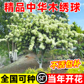 中华木绣球树苗欧洲木秀球斗球盆栽庭院木本风景树大花绣球花花苗