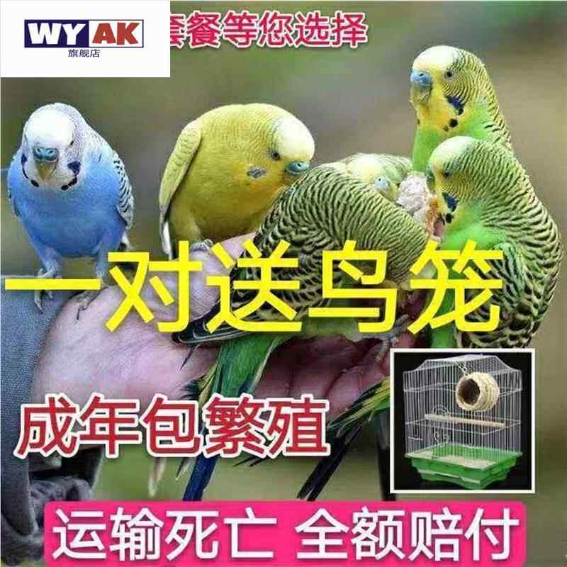 小鹦鹉活鸟八鸟哥玄凤说话鸟中大型玄凤鸟鸡冠鸟