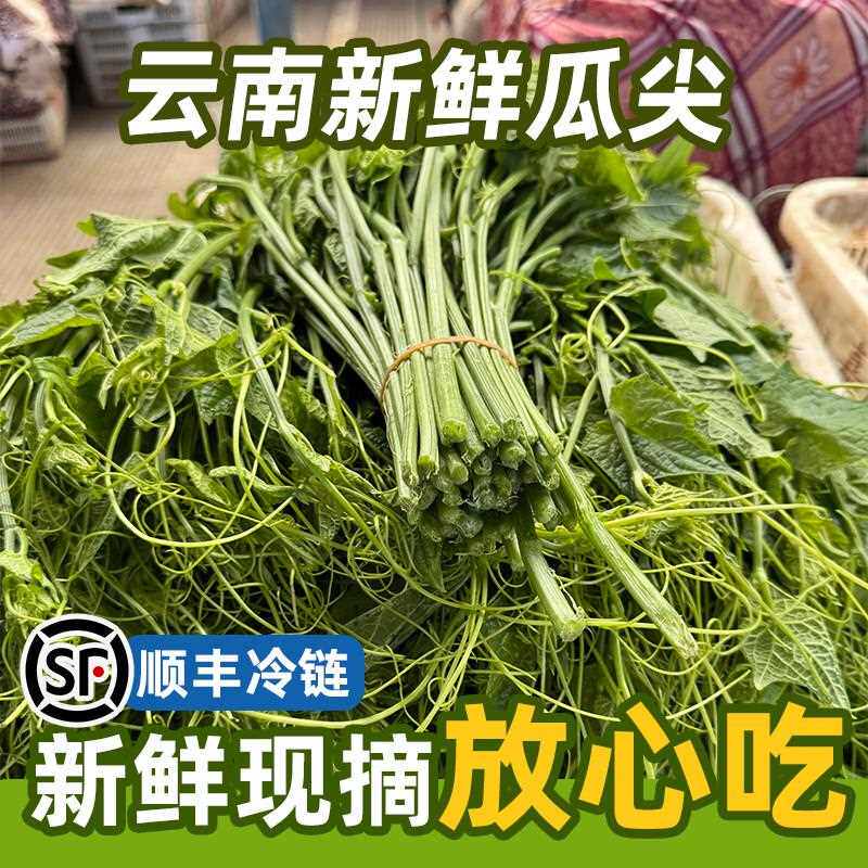 顺丰包邮云南新鲜蔬菜农家自种佛手瓜尖龙须菜洋丝瓜尖伏儿瓜尖