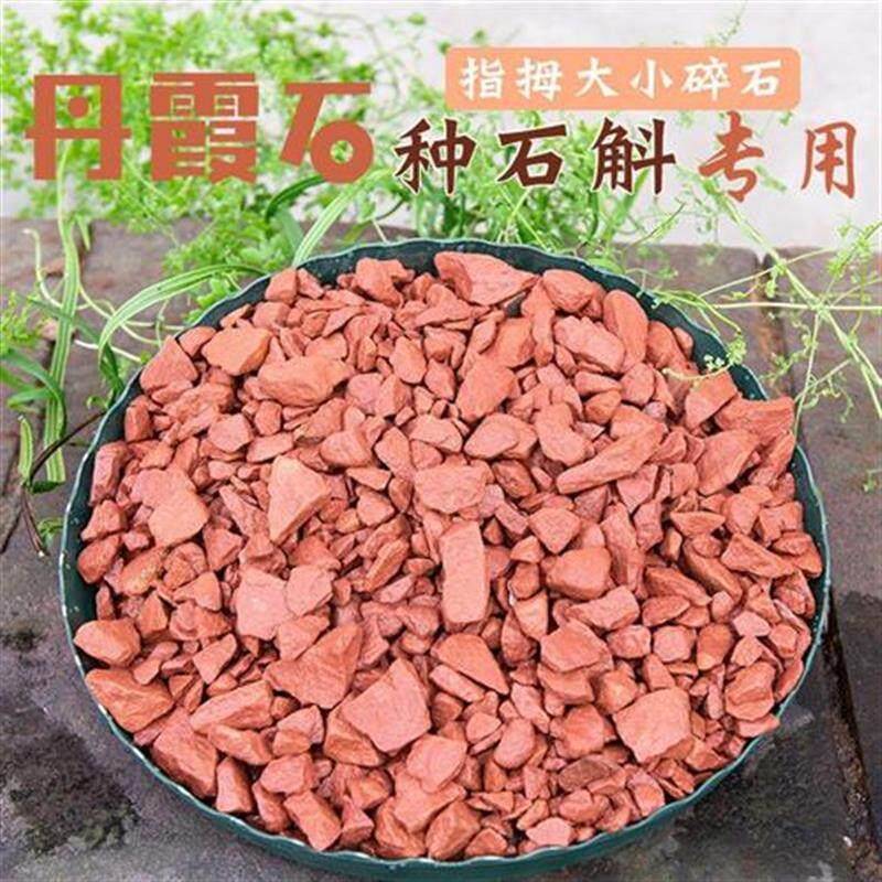 爆款。种石斛的丹霞石吸水碎石赤水金钗石斛苗铁皮石斛盆栽专用基