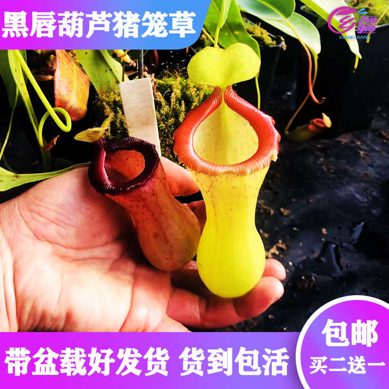 基地直销【黑唇葫芦猪笼草】食虫植物捕蝇草驱蚊草多肉绿植盆栽