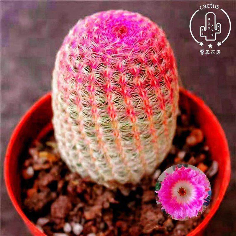 Yy实生红太阳仙人球盆栽室内多肉植物无刺懒人名贵仙人掌开花迪鹏,鲜花速递/花卉仿真/绿植园艺,绿植,淘宝优惠券,粉丝福利购,淘宝优惠卷