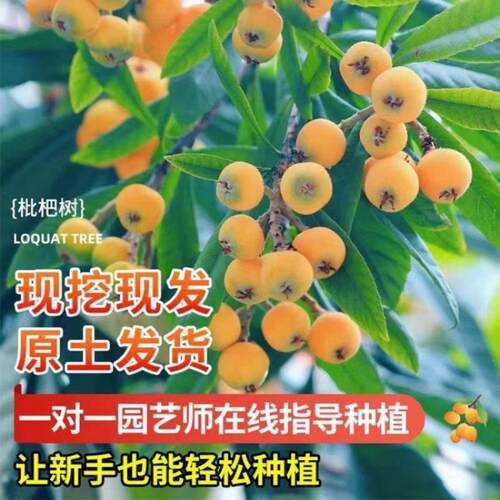 枇杷果苗无核砂糖枇杷苗无核枇杷树苗嫁接盆栽特大庭种植当年结果